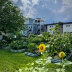 Community garden with sunflowers and raised beds in front of residential buildings under a partly cloudy sky.